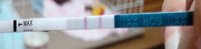 妊娠検査薬の陽性