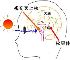 体内時計