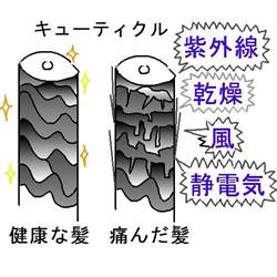 キューティクル