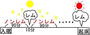 睡眠サイクル
